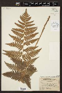 Dryopteris celsa image