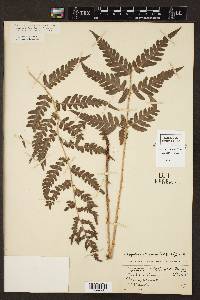 Dryopteris clintoniana image