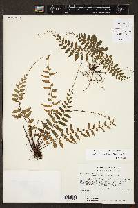 Asplenium cirrhatum image