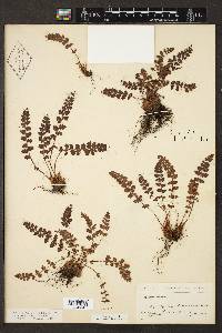 Woodsia alpina image