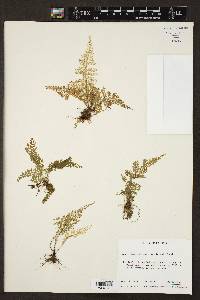 Asplenium myriophyllum image