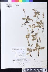 Botrychium simplex image