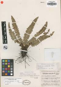 Polystichum kruckebergii image