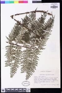 Asplenium nigrescens image