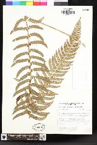 Polystichum californicum image