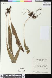 Image of Elaphoglossum alan-smithii