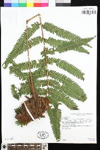 Ctenitis submarginalis image