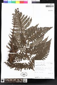 Megalastrum andicola image