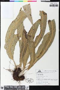 Elaphoglossum angustioblongum image
