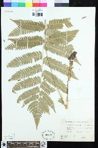 Dryopteris goldieana image