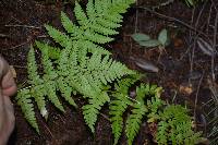 Dryopteris arguta image