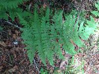 Dryopteris campyloptera image