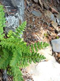 Woodsia ilvensis image