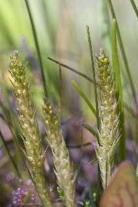 Selaginella selaginoides image