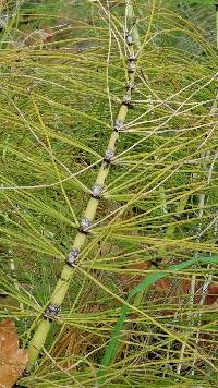 Equisetum telmateia image