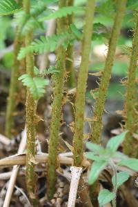 Dryopteris filix-mas subsp. brittonii image