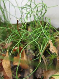 Equisetum scirpoides image