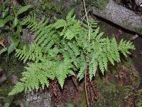 Dryopteris arguta image