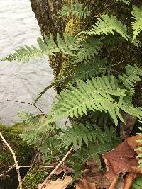 Polypodium glycyrrhiza image