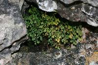 Asplenium ruta-muraria image