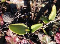 Ophioglossum californicum image