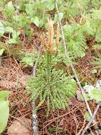 Dendrolycopodium dendroideum image