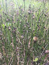 Equisetum variegatum image