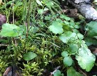 Equisetum scirpoides image