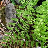 Adiantum viridimontanum image