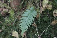 Polypodium glycyrrhiza image