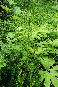 Equisetum telmateia image