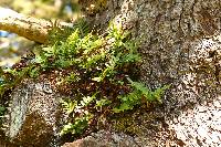 Polypodium scouleri image