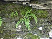 Asplenium trichomanes subsp. trichomanes image