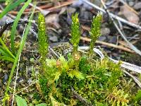 Selaginella selaginoides image