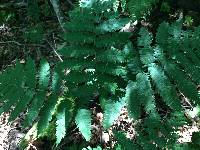 Dryopteris goldieana image