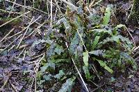 Asplenium scolopendrium image