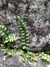 Asplenium bradleyi image