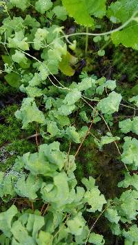 Lygodium palmatum image