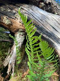 Polypodium glycyrrhiza image