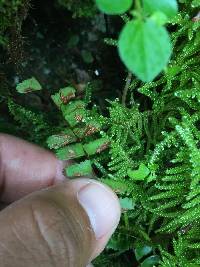 Asplenium monanthes image