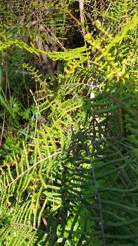 Gleichenia microphylla image