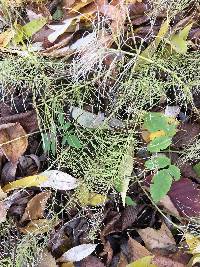 Equisetum pratense image