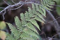 Dryopteris arguta image