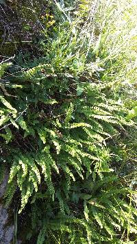 Asplenium viride image