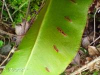 Asplenium scolopendrium image