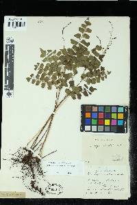 Image of Lindsaea austrosinica