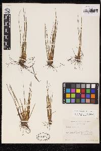 Isoetes occidentalis image