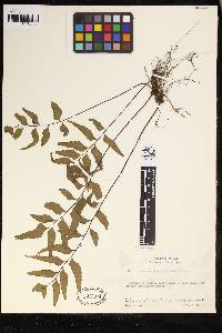 Lindsaea imrayana image