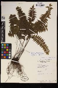 Image of Lindsaea bolivarensis