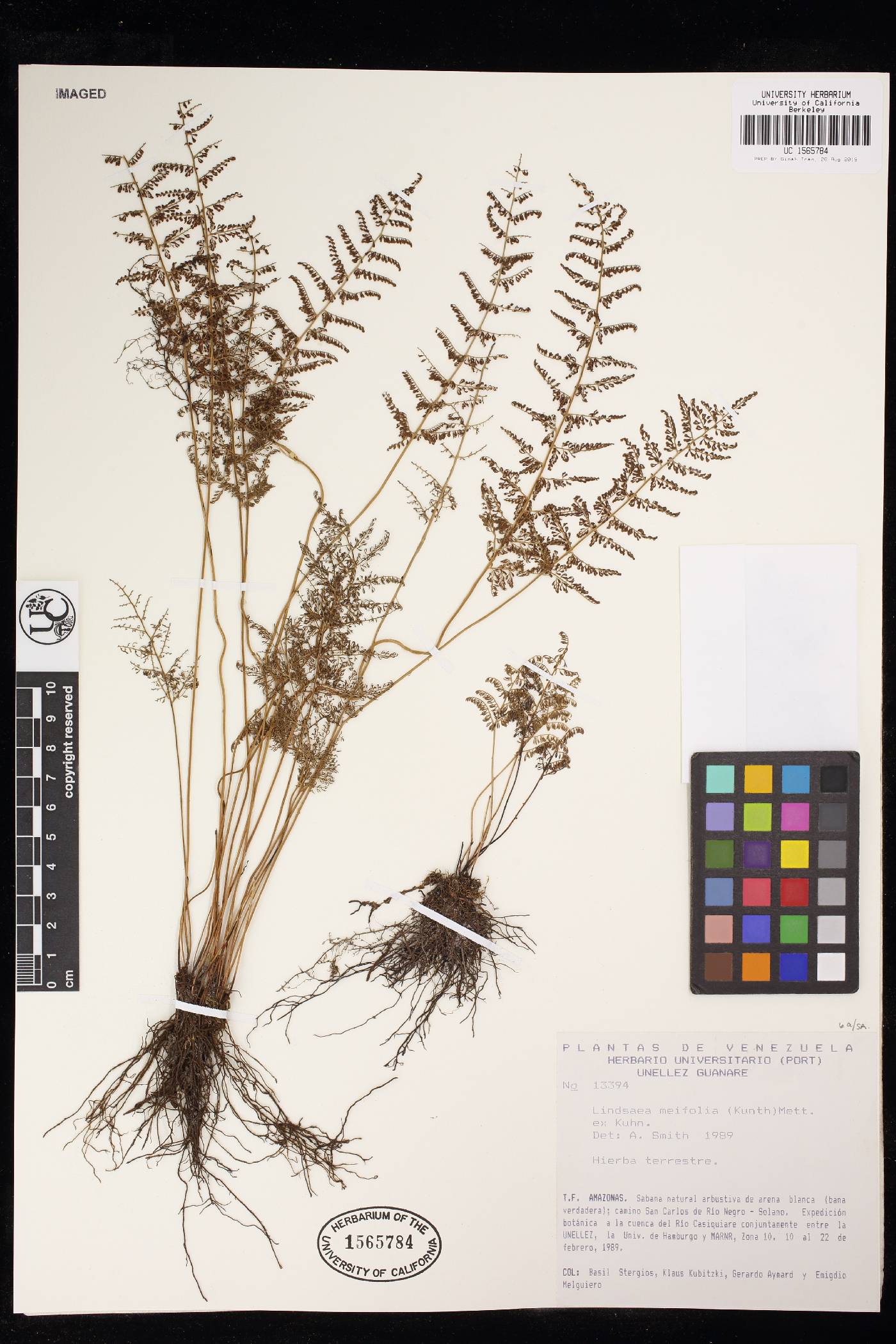 Lindsaea meifolia image